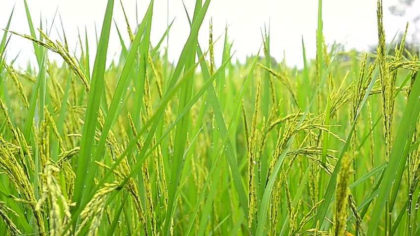 paddy-rice-crop-भात रोपे