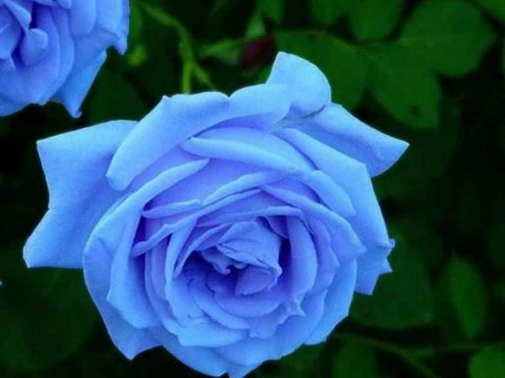 गुलाब-Blue-rose