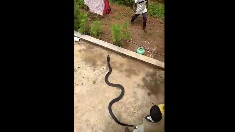 किंग कोब्रा-king-cobra