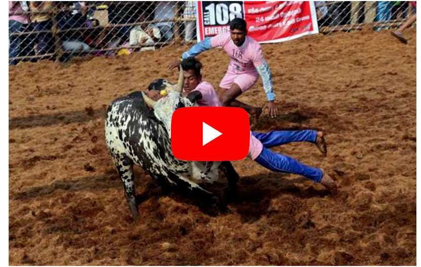 जलीकट्टू-jallikattu-prize-winner-will-get-woman-owner-of-the-bull