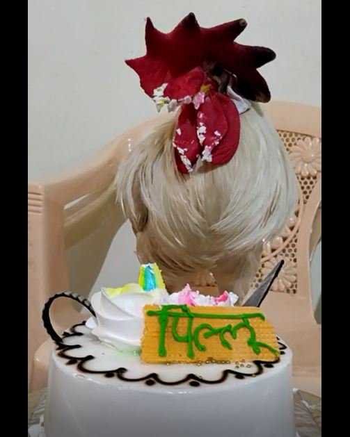 पुण्यात चक्क कोंबड्याचं बर्थ-डे सेलिब्रेशन | cock birthday celebration in pimpri chinchwad