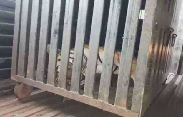 नरभक्षक अवनी वाघिणीवरील कारवाईनंतरचा पहिला फोटो | Tiger avni killed in yawatmal