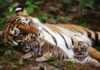 अखेर 'अवनी' चे बछडे दिसले | tigress avni cubs founded