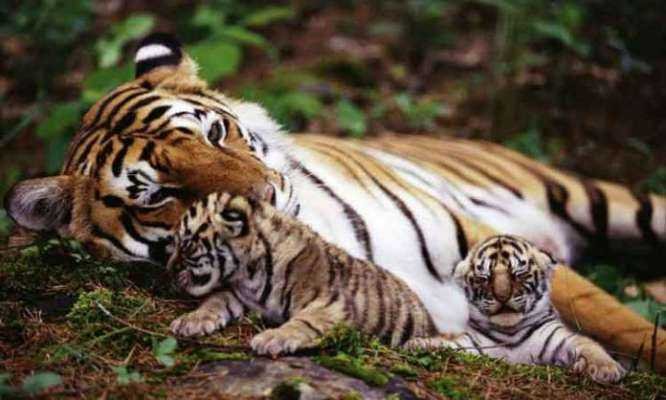 अखेर 'अवनी' चे बछडे दिसले | tigress avni cubs founded