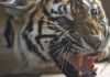 यवतमाळमधील नरभक्षक वाघीण ठार - वाचा संपूर्ण वृत्तांत | yawatmal tiger killed