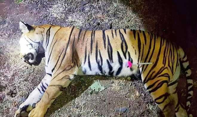 अवनी वाघिणीची हत्याच केली, NTCA चा अहवाल | ntca reports avni tigress was murdered