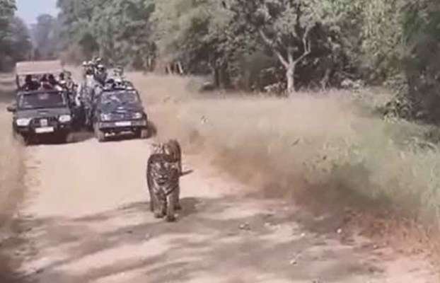 ताडोबा व्याघ्र प्रकल्पालगत असलेल्या रिसॉर्टस्चे कुंपण काढण्याचा आदेश |Tadoba-Tiger-Plant