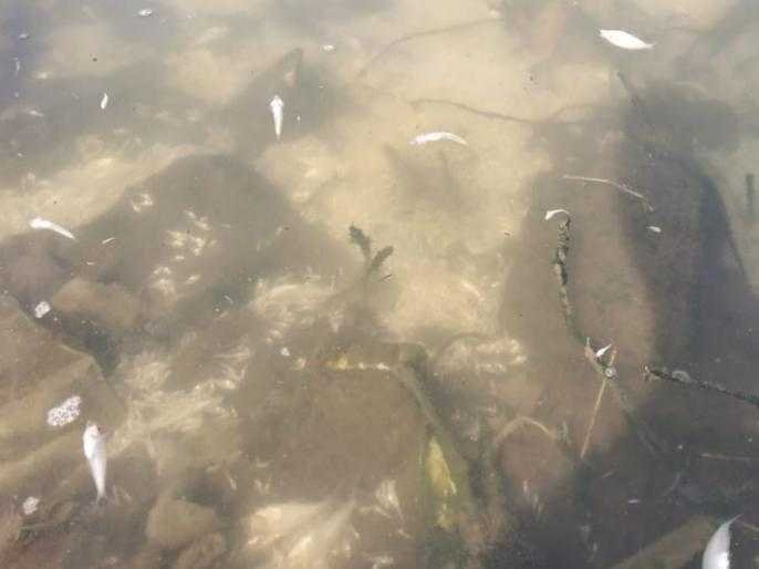जांभूळवाडी | Fish die with polluted water in Jambulwadi lake