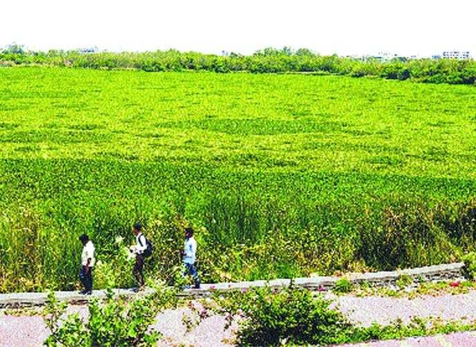 जलपर्णी | A 300-foot-long expansion of a waterfowl plant in one month