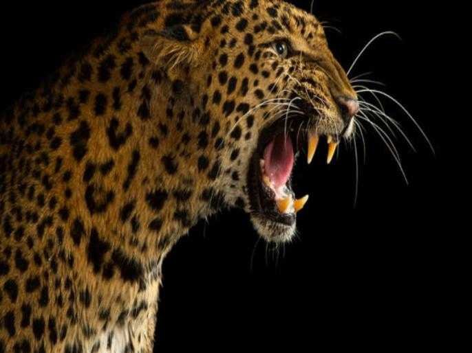 बाभळेश्व | At the same time, four leopards attacked: two killings, deaths in Babhaleshwar