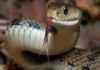 कोब्रा | Two crores of poison seized by Cobra snake: Four persons arrested in Pune for sale