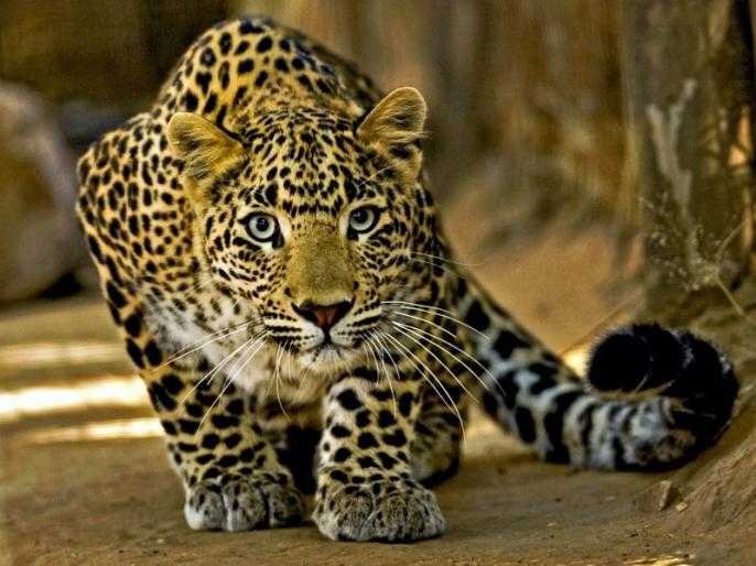 बिबट्या | The nine-month-old girl was taken from the sleep by a leopard