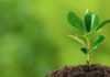 महाराष्ट्र राज्य | This year, 6 lakh 50 thousand seedlings will be planted!