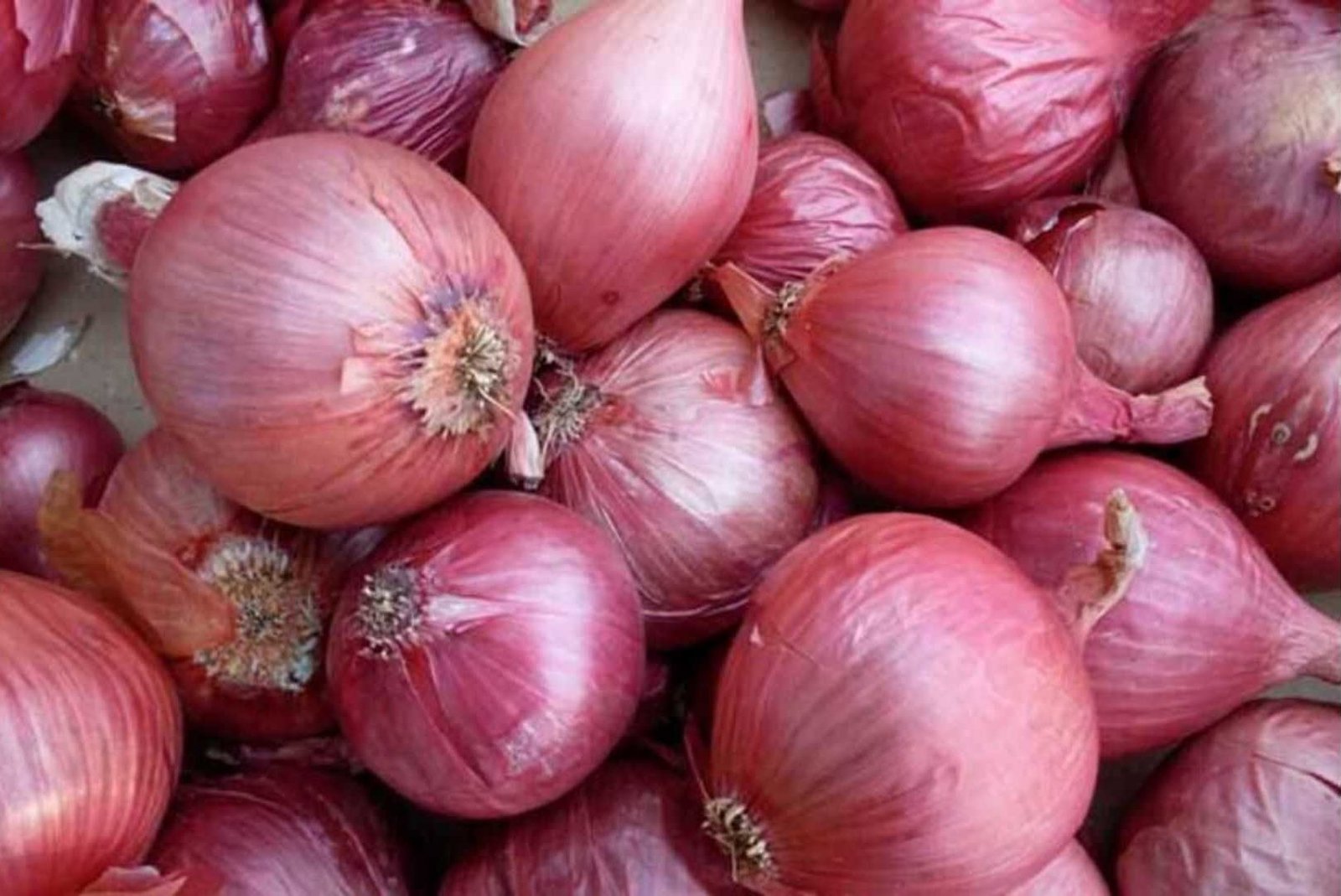 कांदा | Onion is in the shambles due to the profiteering of traders