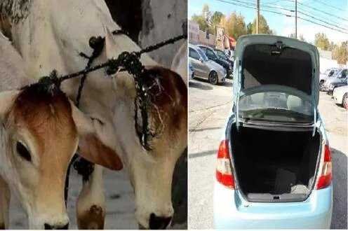 Beef smuggling in Mumbai by sluggish car, racket exposed by Chiplun police