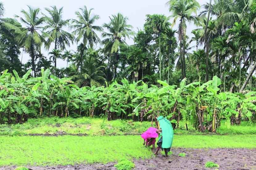 पावसामुळे शेतकरी सुखावला -The farmer was relieved by the rain